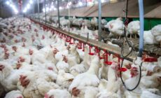 Tell USDA to stop supporting factory farming